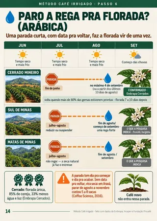 Linha do tempo de quando parar e quando voltar a regar para a florada vir de uma vez, por região